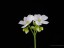 Drosera fimbriata flower DFIM1