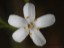 Drosera graniticola flower 2