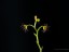 Drosera heterophylla