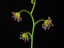 Drosera heterophylla 2