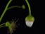 Drosera heterophylla closed flower DHET1