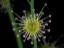 Drosera heterophylla leaf DHET2