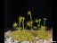 drosera_hookeri_lysterfield_2