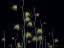 Drosera huegelii young plants