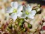 Drosera humilis flower