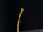 Drosera indumenta 1