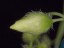 Drosera intricata closed flower DITR1