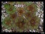 drosera_lowrie_viele_dlow2