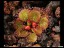 drosera_lowriei_2