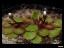 drosera_lowriei_4