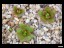 drosera_lowriei_dlow2