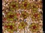 drosera_lowriei_holt_square