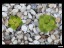 drosera_lowriei_yellow_plants_dlow8