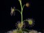 Drosera lunata young DLUN1