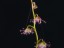 Drosera macrantha 1