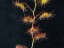 Drosera macrantha Rock outcrop form