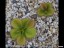 drosera_macrophylla_aff._ssp._monantha_2_dmap5