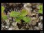 drosera_macrophylla_seedling