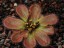 Drosera macrophylla ssp. monantha 2