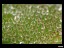 drosera_magna_detail_leaf