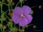 Drosera menziesii flower