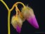 Drosera menziesii flower 2