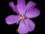 Drosera menziesii flower dwarf erect form