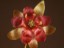 Drosera microphylla flower
