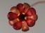 Drosera microphylla flower 2