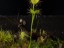 Drosera neesii 1