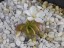 Drosera obriculata flower 2 DOBR3