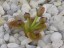Drosera obriculata flower bud