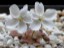 Drosera obriculata flower DOBR2
