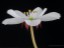 Drosera obriculata flower DOBR3