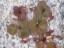 Drosera obriculata seeds growing DOBR3