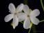 Drosera palladia DPAL2 flower