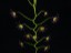 Drosera palladia young DPAL3