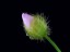 Drosera peltata flower bud