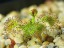 Drosera peltata Wellsford forest