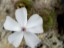 Drosera platypoda flower