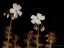 Drosera platypoda two flowers