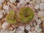 Drosera platypoda young