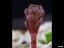 drosera_porrecta_awakening_dpor1