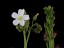 Drosera porrecta with flower