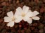 Drosera praefolie flowers 1