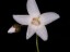 Drosera prophylla flower DPOH1