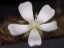 Drosera prostrata flower 1 DPRS1