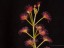 Drosera purpurascens 1