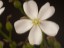 Drosera purpurascens flower