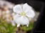 Drosera purpurascens flower 2